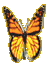 butterflysmall
